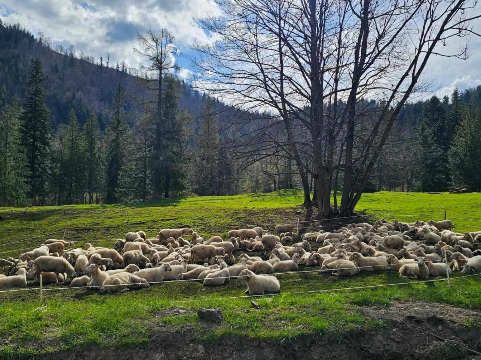 Gosciniec Kuznice Zakopane Exteriér fotografie